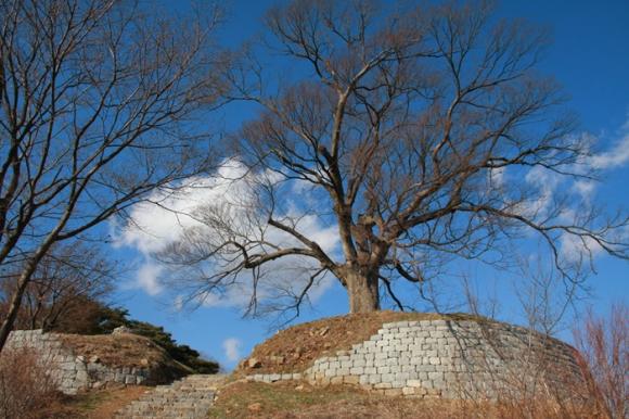 가림성의 남문쪽과 이른바 사랑나무라 불리는 느티나무