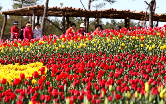 ‘2013 태안 튜울립 꽃 축제’가 내달 25일부터 5월 9일까지 15일간 남면 신온리 일원에서 열릴 예정이다. 사진은 2012 태안 튜울립 꽃축제 모습.