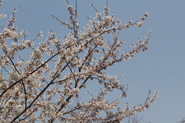 여기저기봄꽃축제천안가볼만한봄꽃길은 14