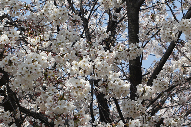 여기저기봄꽃축제천안가볼만한봄꽃길은 15