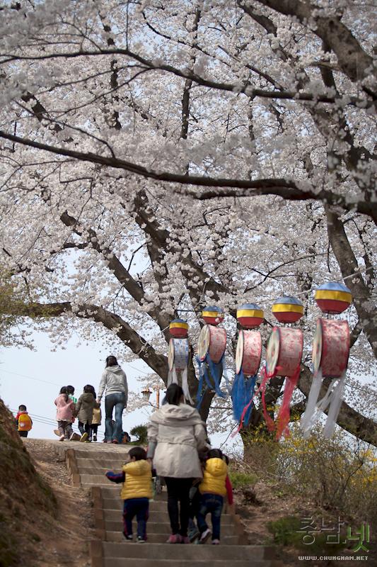 벚꽃과함께하는2013국고개역사문화축제 5