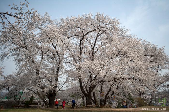 벚꽃과함께하는2013국고개역사문화축제 8