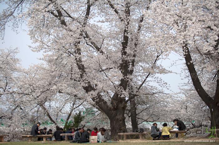 벚꽃과함께하는2013국고개역사문화축제 11