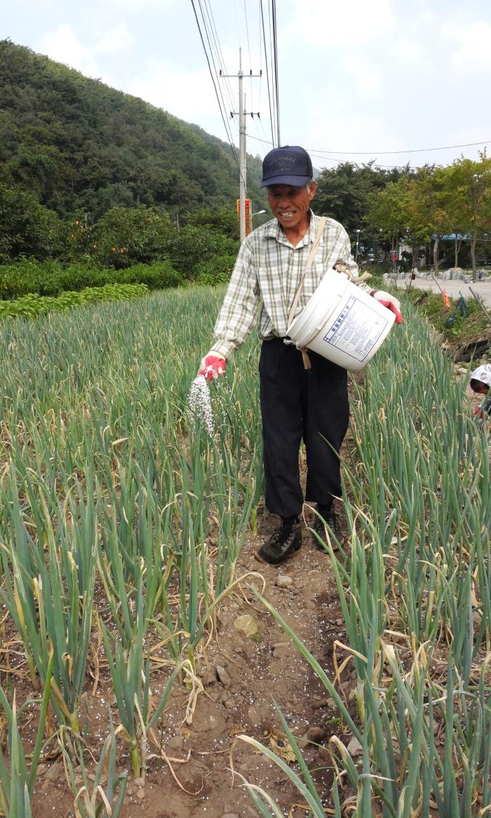 강재철(79세, 서산시 운산면 용장리 1구 거주)할아버지가 파 밭에 비료를 주고 있다.     