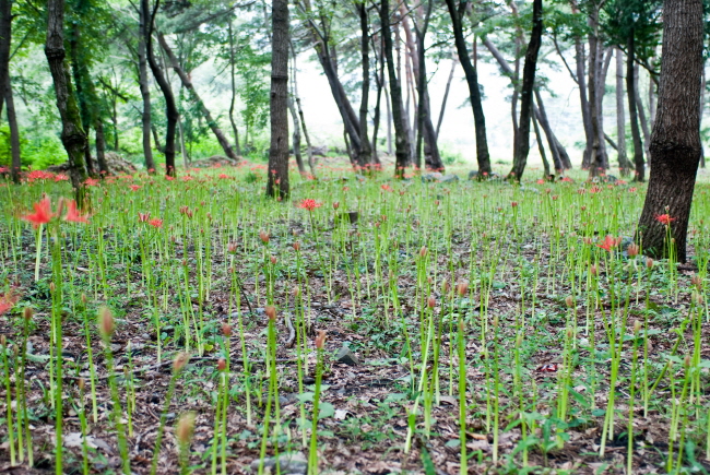 성주산자연휴양림 꽃무릇.