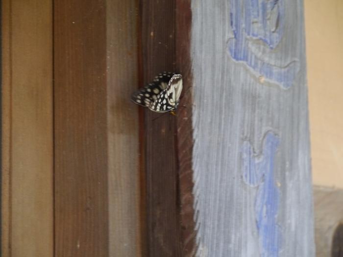 요사채 기둥에 앉은 나비