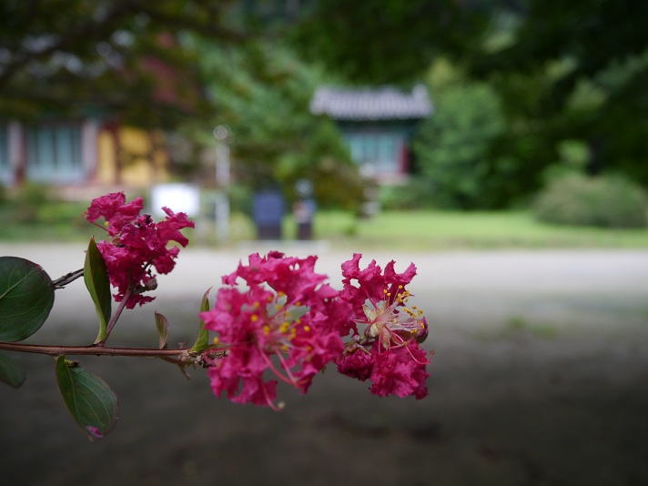배롱나무 꽃과 어우러진 문수사
