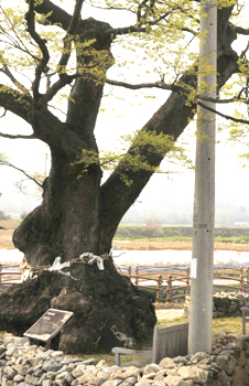 도내 최고령 보호수인 예산군 대흥면 상중리 느티나무 울타리 안에 박혀있는 전봇대. 경관을 해치는 것은 물론 생육도 방해하고 있다는 지적이다.