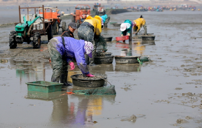 태안군 소원면 파도리 어장에서 바지락을 캐고 있는 어민들.