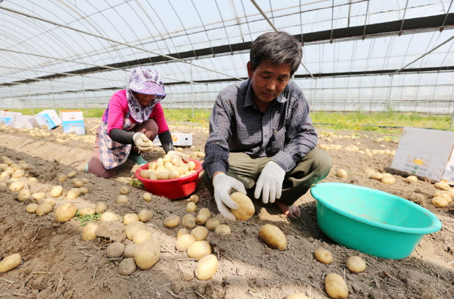 서산시 해미면 전천리의 시설하우스에서 김인환(65)씨 부부가 감자 수확에 바쁜 손놀림을 보이고 있다.