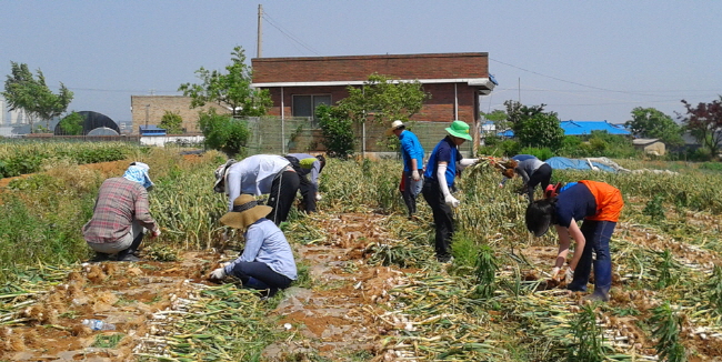 서산시 교통과 직원들이 인지면 야당리의 한 마늘밭에서 마늘 수확에 구슬땀을 흘리고 있다.  