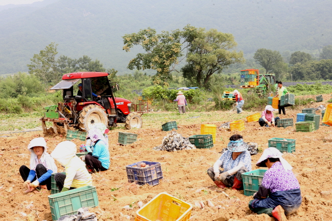 상월면 대명리에서 농민들이 고구마를 수확하고 있다.