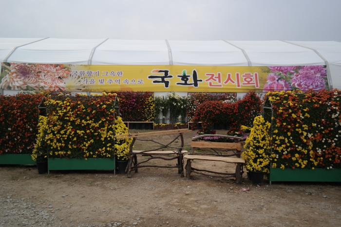 가을의 대표 꽃 국화전시회