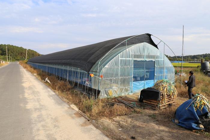 금산군 농업기술센터가 시범 재배해서 성공한 하우스인삼밭 모습