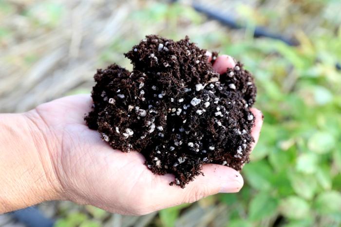 친환경 묘삼을 육성하기 위해 상토로 개발된 인삼재배 전용 흙