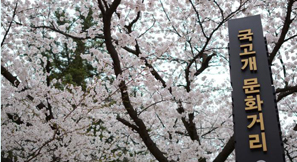 이번 주말엔 하얀 '벚꽃세상'으로 갈까요?