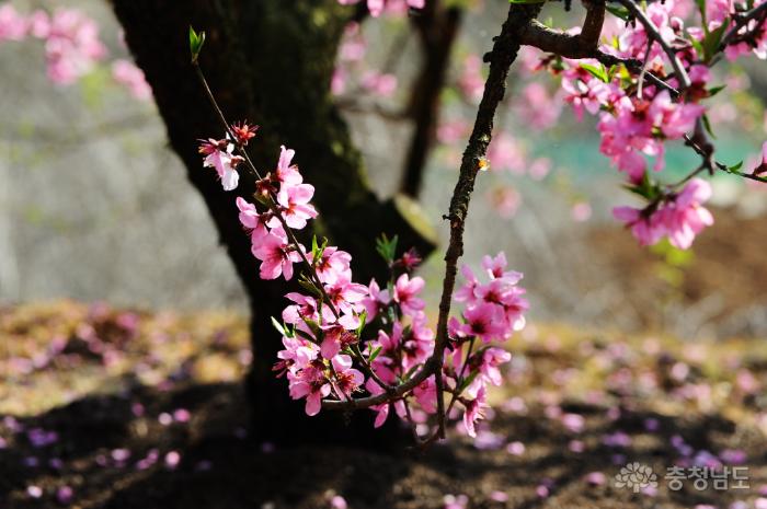 굵은 나무에 가냘프면서도 귀엽게 핀 복사꽃이 참아름답다. 나무 밑에 떨어진 꽃잎 역시 아름답기는 마찬가지다.