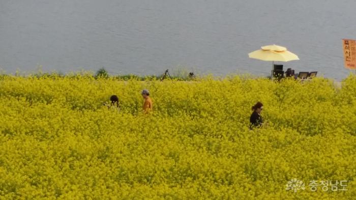노란유채꽃만발한곡교천변휴일풍경 1