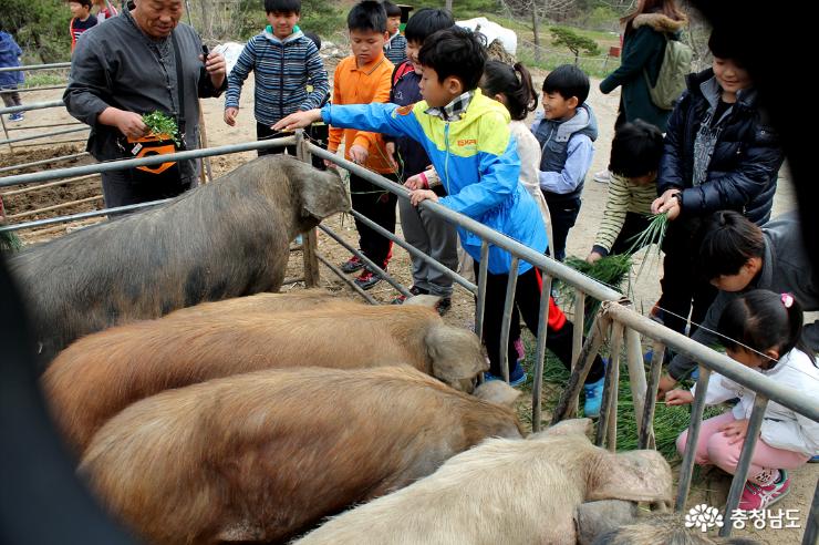 동물들 뛰노는 친환경축산 농장 청양 송조농원